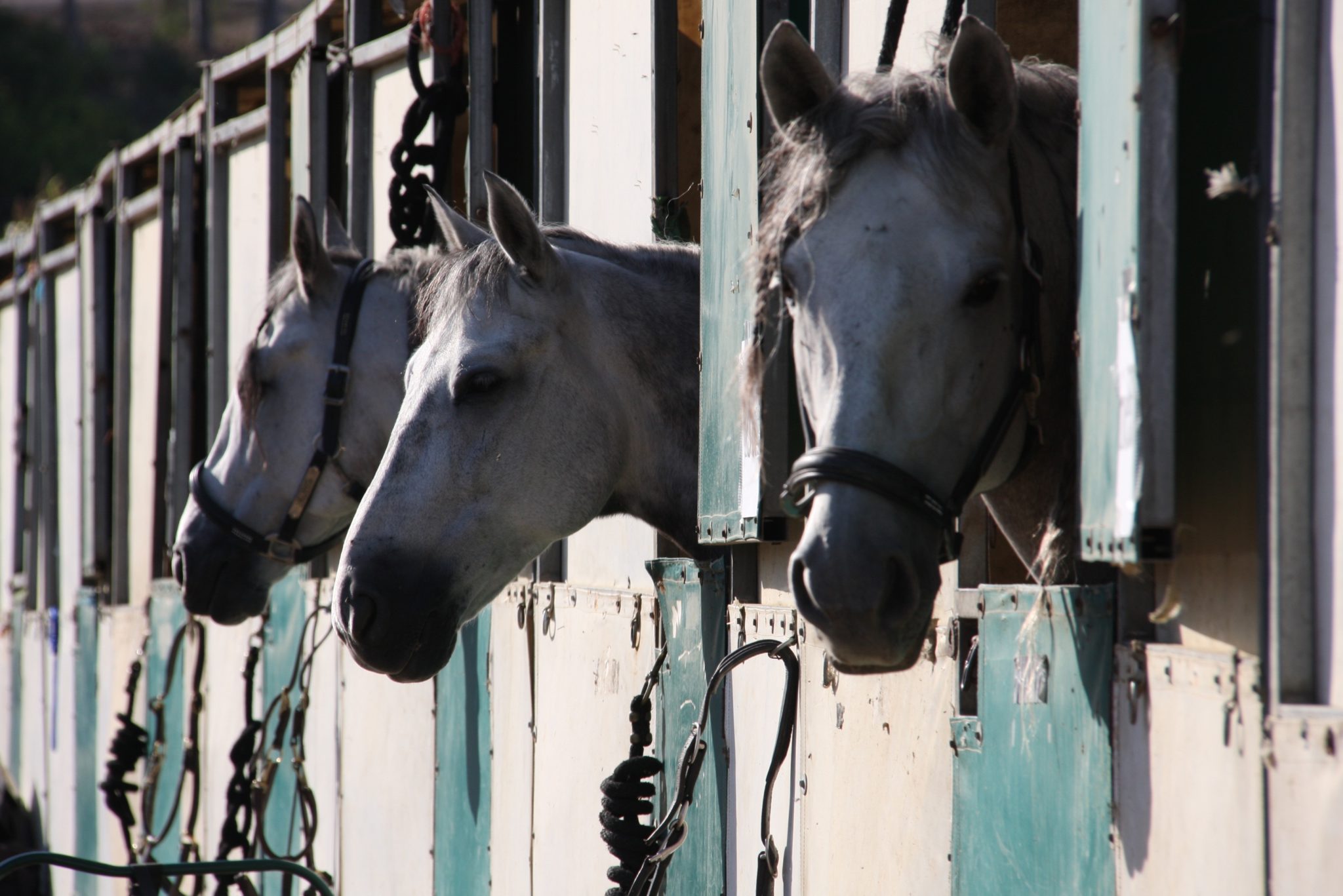 Stallbelysning häst